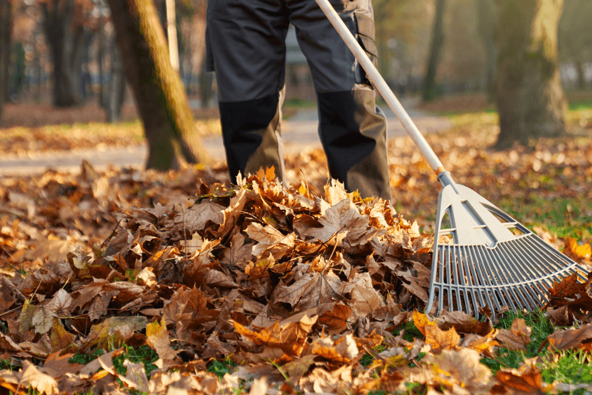 Leaf Removal in Lancaster project 3