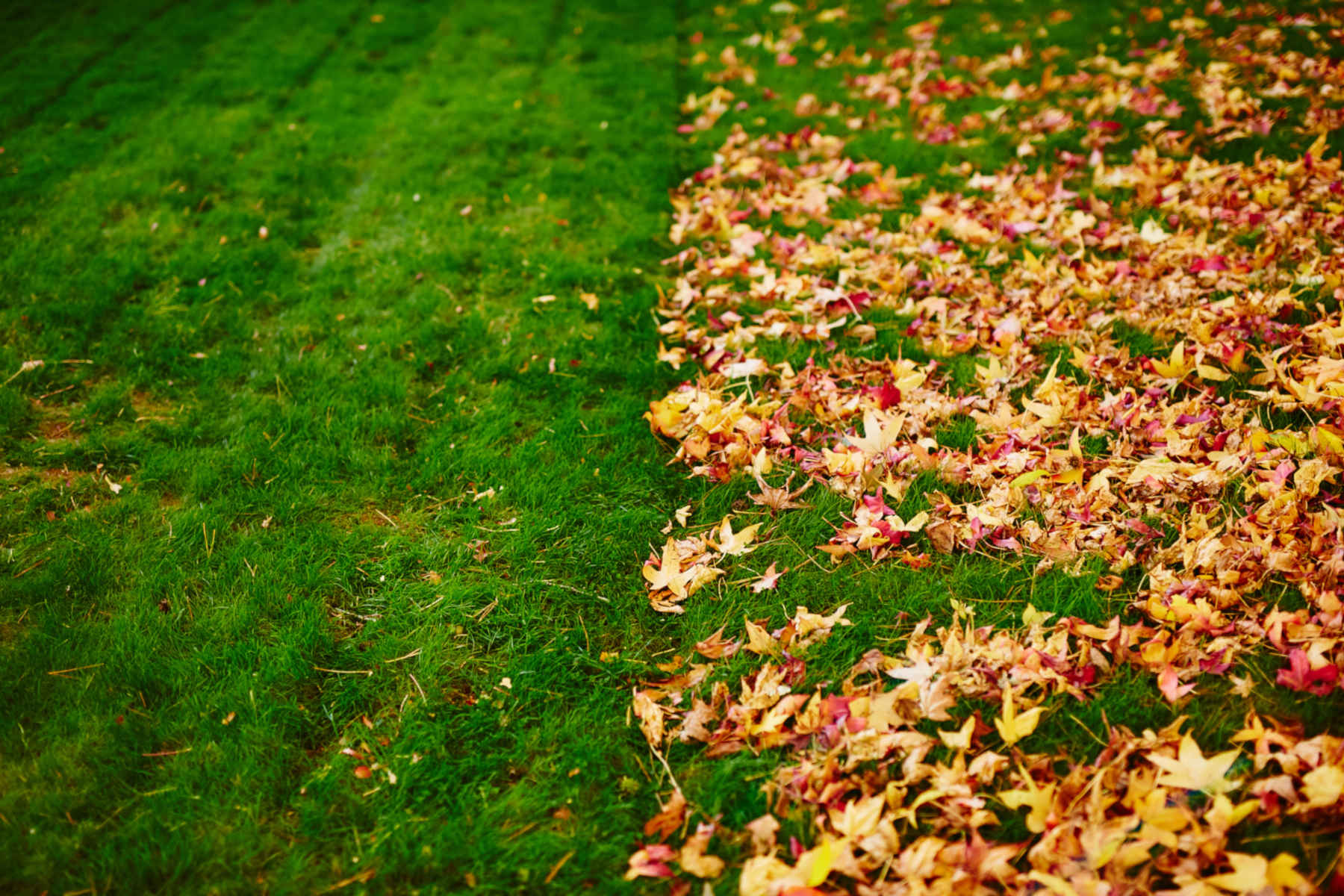 Leaf Removal in Lancaster project 6