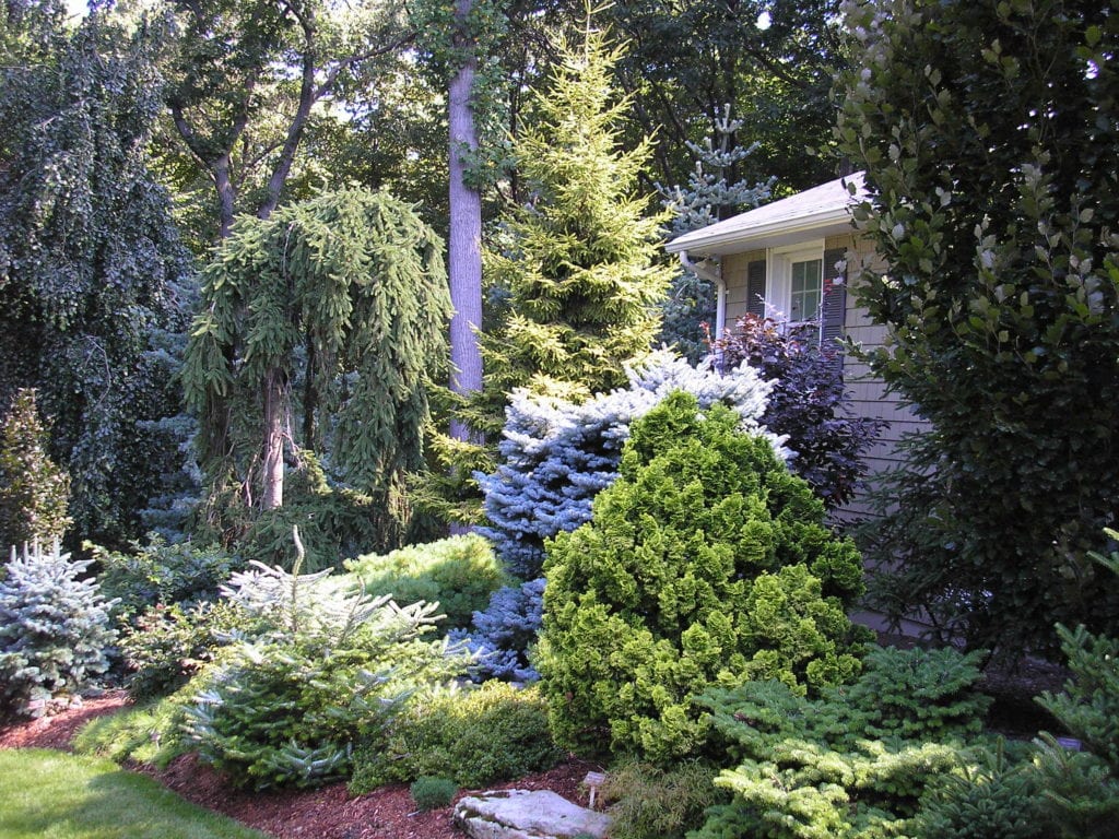 Tree & Shrub Planting in Murphy project 2