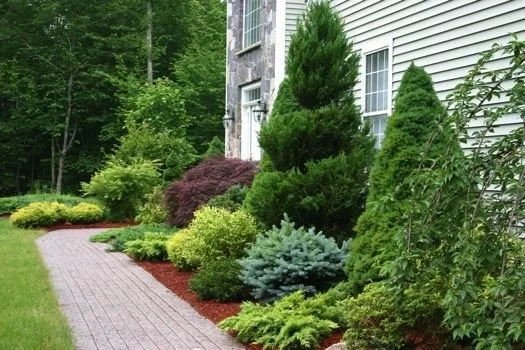 Tree & Shrub Planting in Murphy project 9