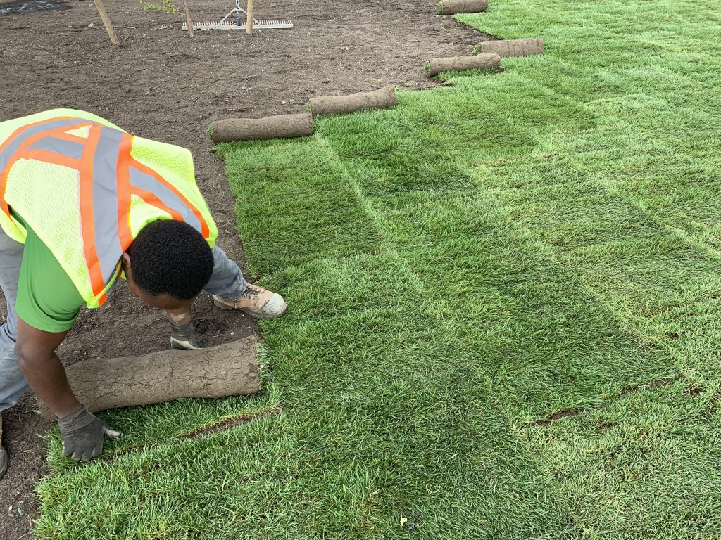 Sod Installation in Murphy project 2
