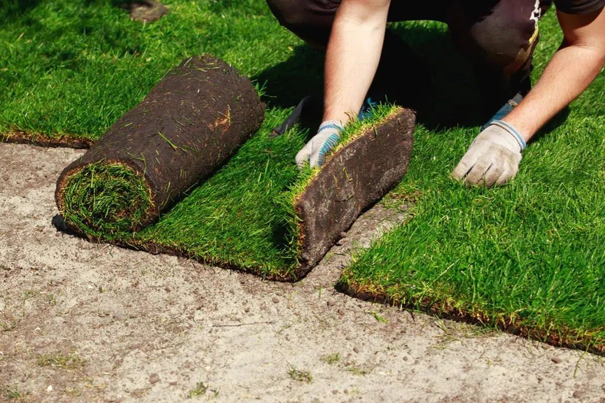 Sod Installation in Murphy project 5